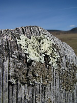 lichen